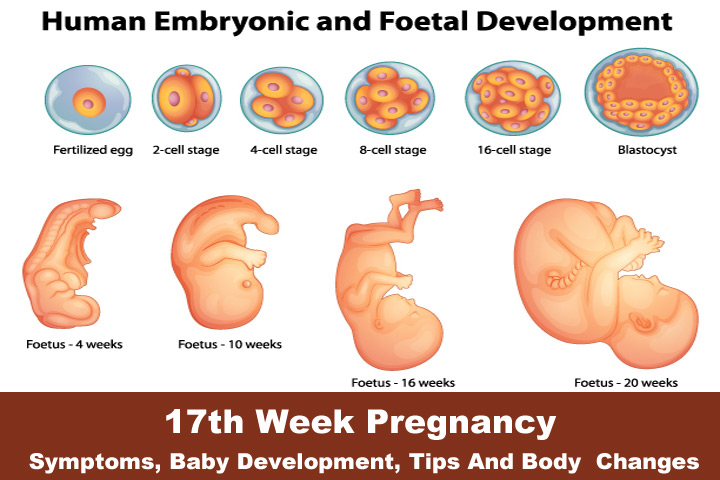 Baby Growth Week By Week