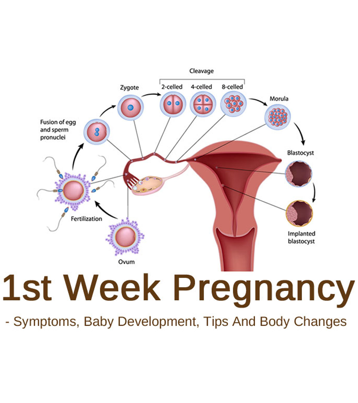 Weeks Pregnant Symptoms And Baby Development