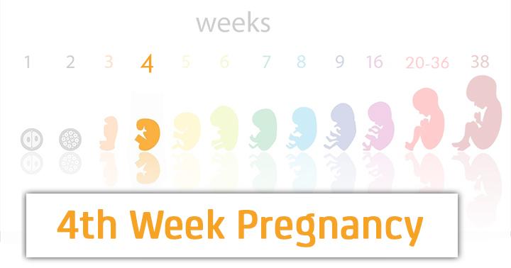 4th Week Pregnancy - Symptoms, Baby Development, Tips And Body Changes