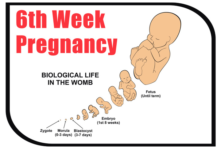 The 6th Week Of Pregnancy Baby Development