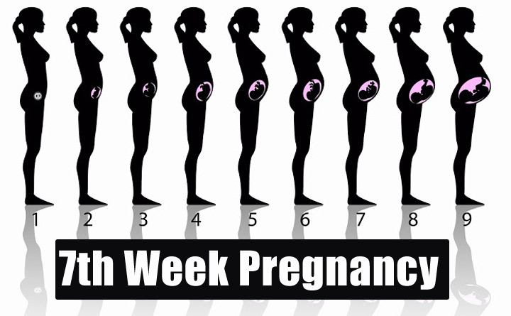 7th Week Pregnancy