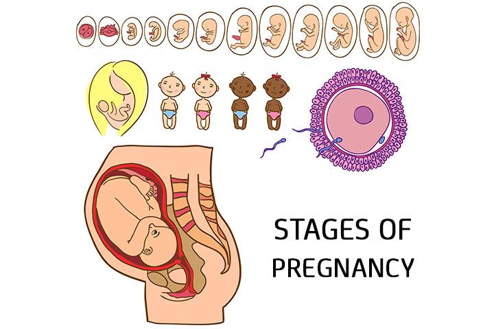 5 Crucial Stages Of Pregnancy Month By Month Development And Changes