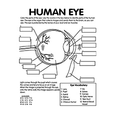 Human Eye Anatomy Worksheet Coloring Pages