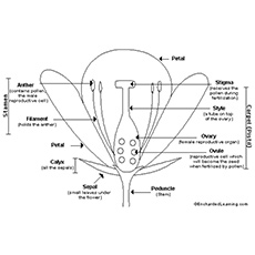 Anatomy Coloring Pages of Flower
