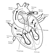 Heart Anatomy Coloring Pages