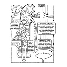 Kidney Anatomy Coloring Pages