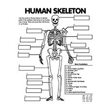 Human Skeleton System Anatomy Coloring Pages