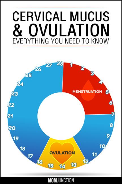 Cervical Mucus During Ovulation All You Need To Know Hot Sex