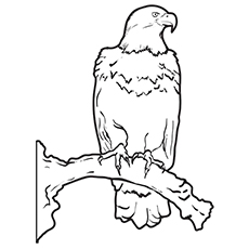 20 Cute Eagle Coloring Pages Martial