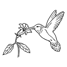 Top 10 Hummingbird Coloring Pages Toddler Sipping Nectar Cute