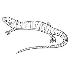 10 Gecko Coloring Pages Toddlers Crested Cute