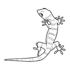 10 Gecko Coloring Pages Toddlers Dune Cute Lizard