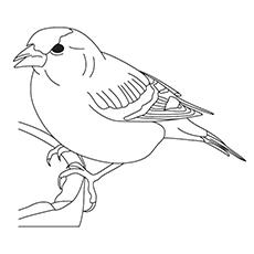 10 Cute Sparrow Coloring Pages For Your Little One