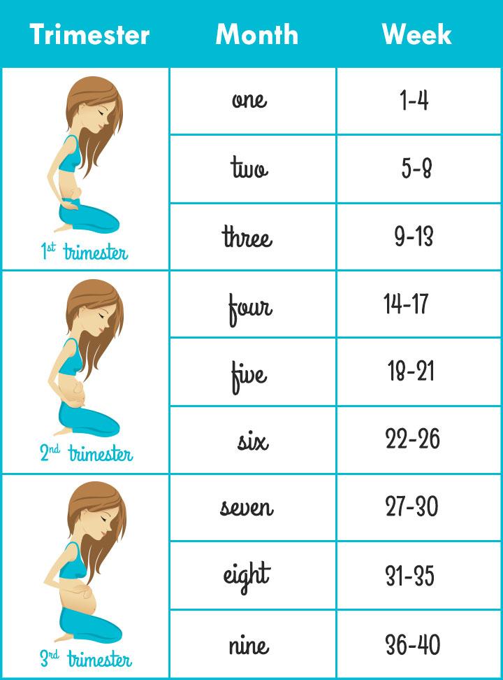 How To Calculate Pregnancy Weeks And Months Accurately 1488