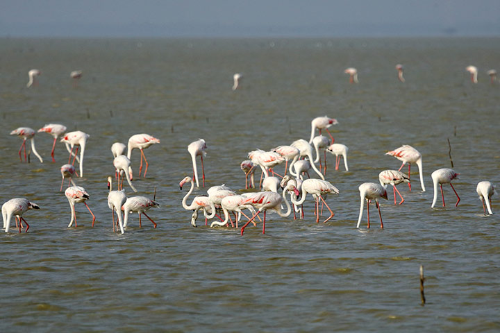 Pulicat Lake & Bird Sanctuary In Chennai With Pictures