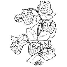 top 15 strawberry coloring pages for your little one top 15 strawberry coloring pages for your little one