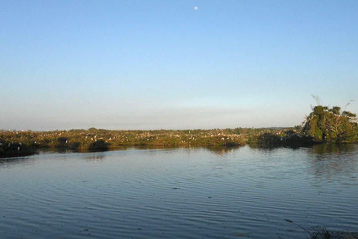 Vedanthangal Bird Sanctuary In Chennai With Pictures