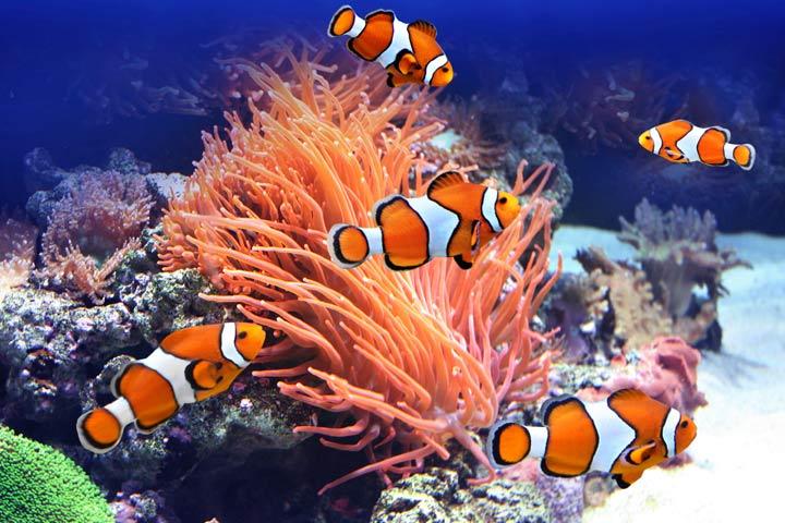 Tropical Fish DVD - Clown Fish of the Tropical Ocean