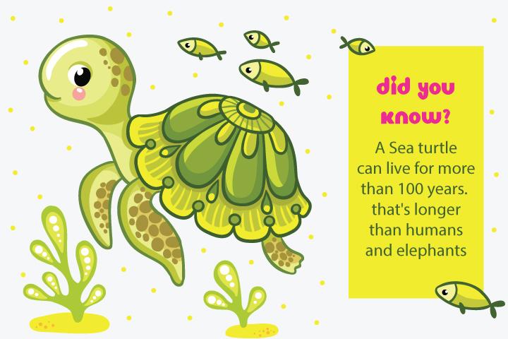 25 Fun Facts About Sea Turtle For Kids