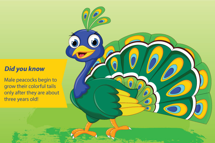 Peacock-Facts-And-Information-For-Kids.jpg