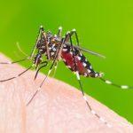 Symptoms Of Chikungunya And Its Prevention