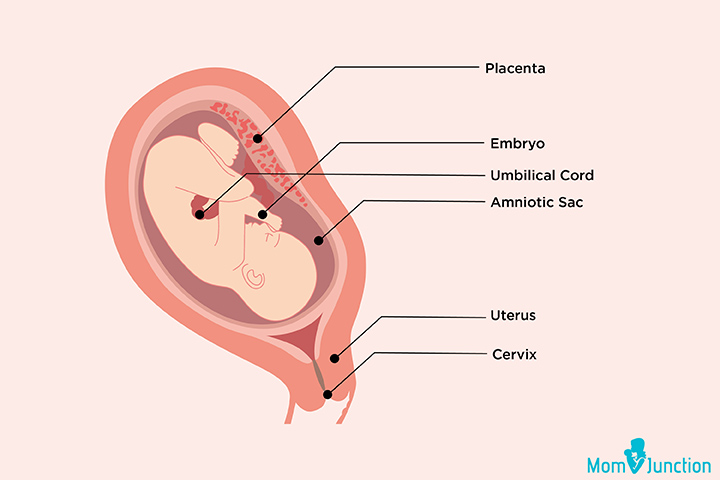 Baby body development at 11th week pregnancy