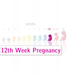 12 Weeks Pregnant: Symptoms, Baby Development & Body Changes