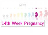 14th Week Pregnancy: Symptoms, Baby Development, And Body Changes