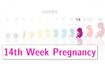 怀孕14周:症状，婴儿发育和提示