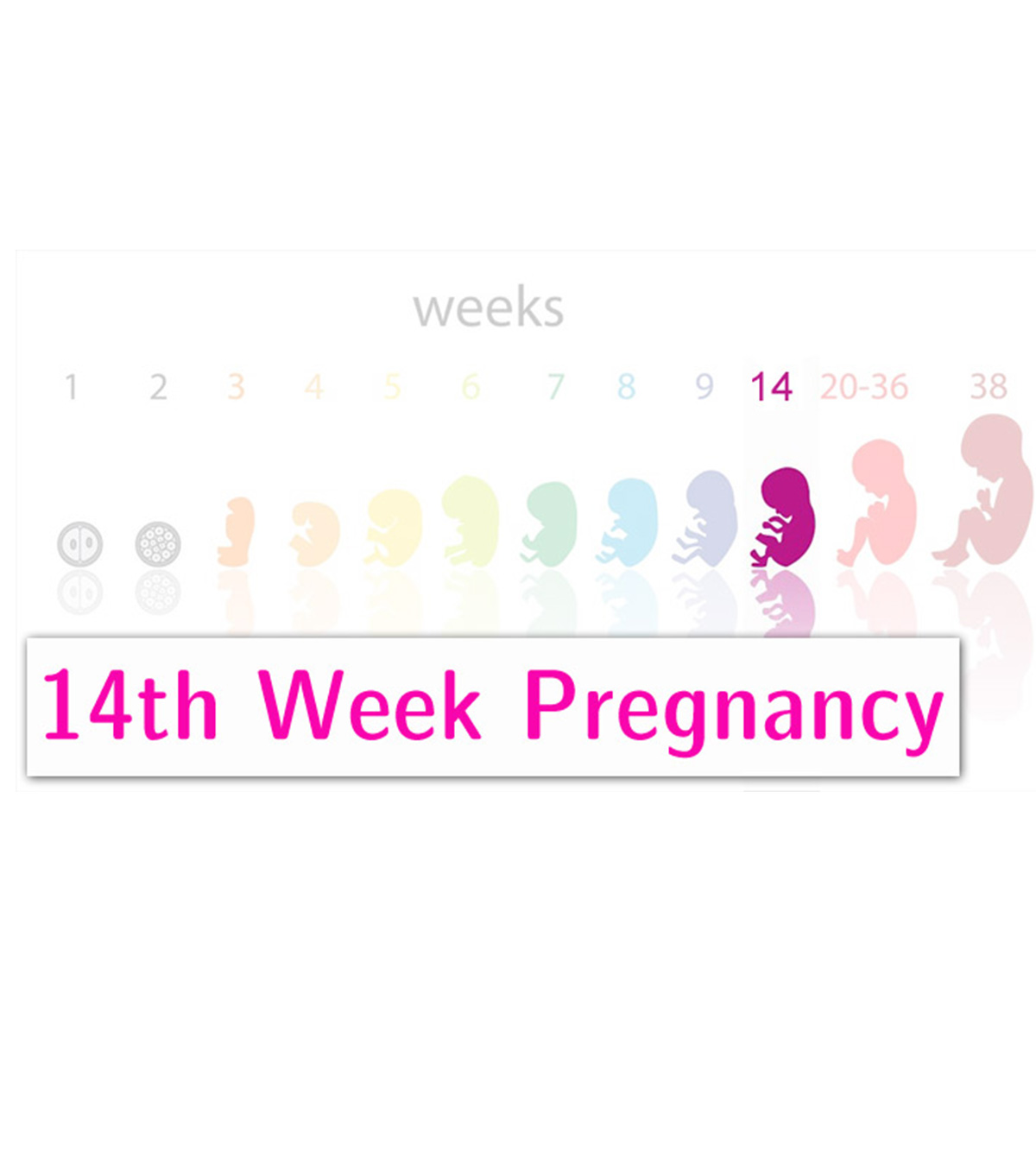 第14周妊娠:症状，婴儿发育和提示