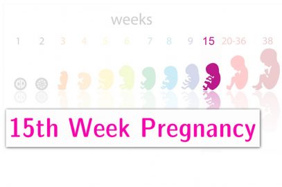 15 Weeks Pregnant: Symptoms, Baby Development And Tips