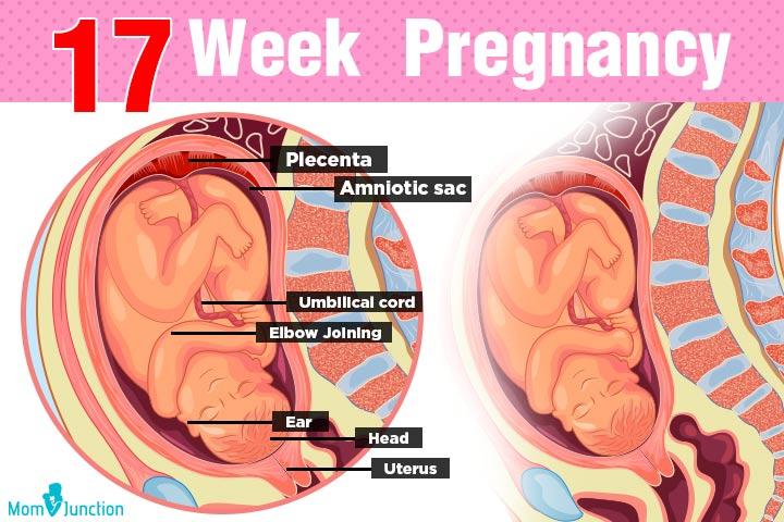 17th Week Pregnancy Symptoms Baby Development Tips And Body Changes