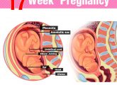 17th Week Pregnancy: Symptoms, Baby Development, Tips And Body Changes