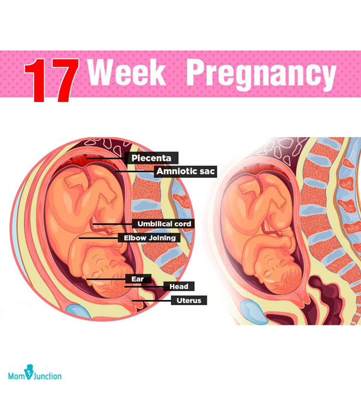 17 Weeks Pregnant: Symptoms, Baby Development And Size