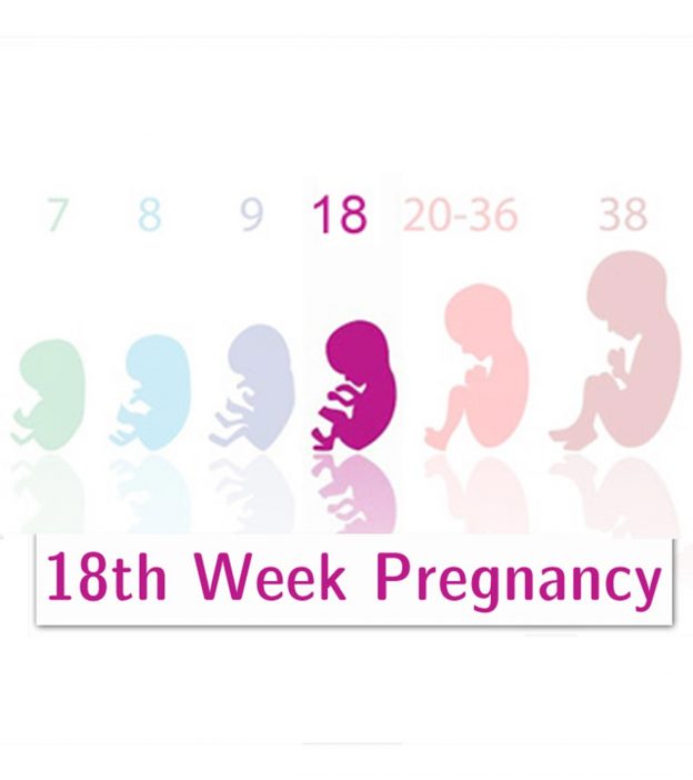 18th Week Pregnancy Symptoms Baby Development And Body Changes