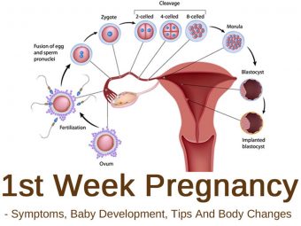 1st Week Pregnancy: Symptoms, Baby Development, Tips And Body Changes