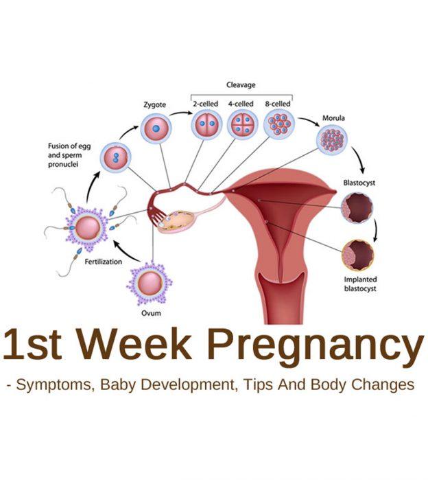 1st Week Pregnancy Symptoms Baby Development Tips And Body Changes