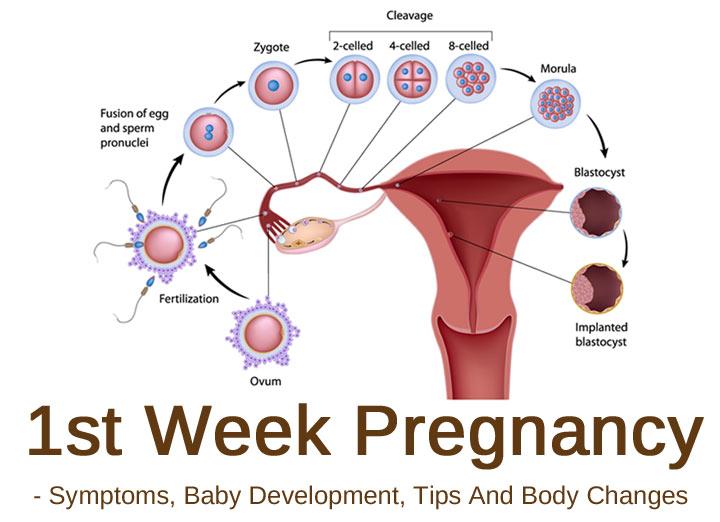 Pregnancy Symptoms Weekly Chart