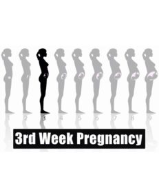 3rd Week Pregnancy: Symptoms, Baby Development And Body Changes