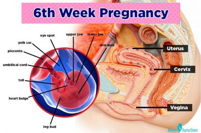 6th Week Pregnancy: Baby Development, Symptoms And Ultrasound