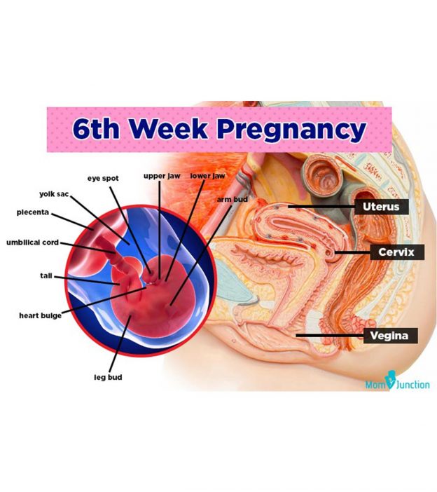6 Weeks Pregnant: Symptoms, Baby Development And Tips