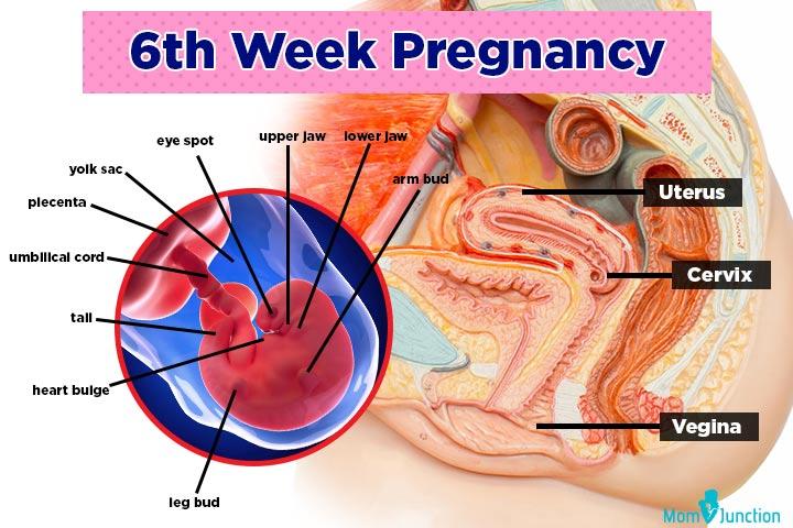 6th Week Pregnancy Baby Development Symptoms And Ultrasound