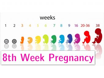 8th Week Pregnancy Symptoms, Baby Development, And Body Changes