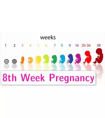 8th Week Pregnancy Symptoms, Baby Development, And Body Changes