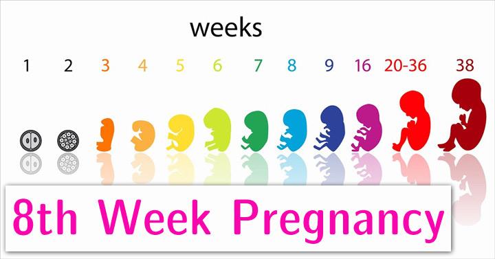 8th Week Pregnancy: Symptoms, Baby Development, And Body Changes