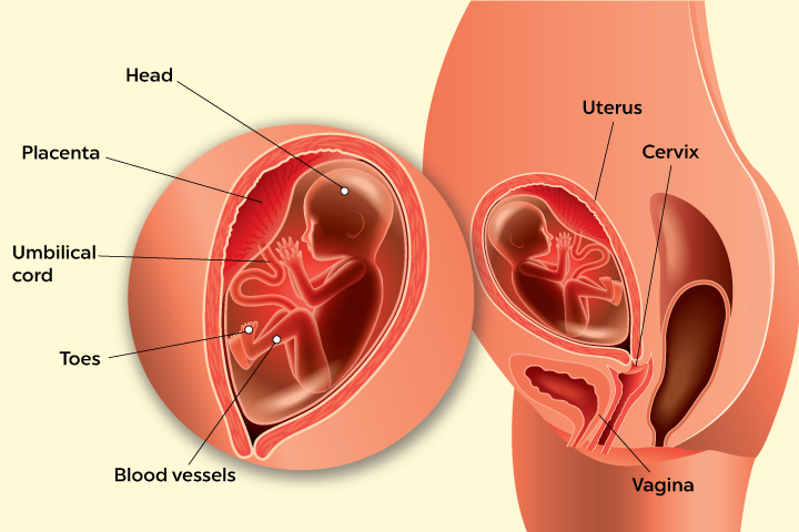 Baby body development at 16th week pregnancy