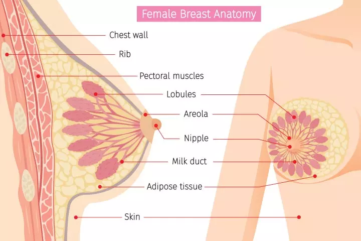 Breast Pain During Pregnancy