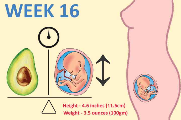 Baby size at 16th week pregnancy