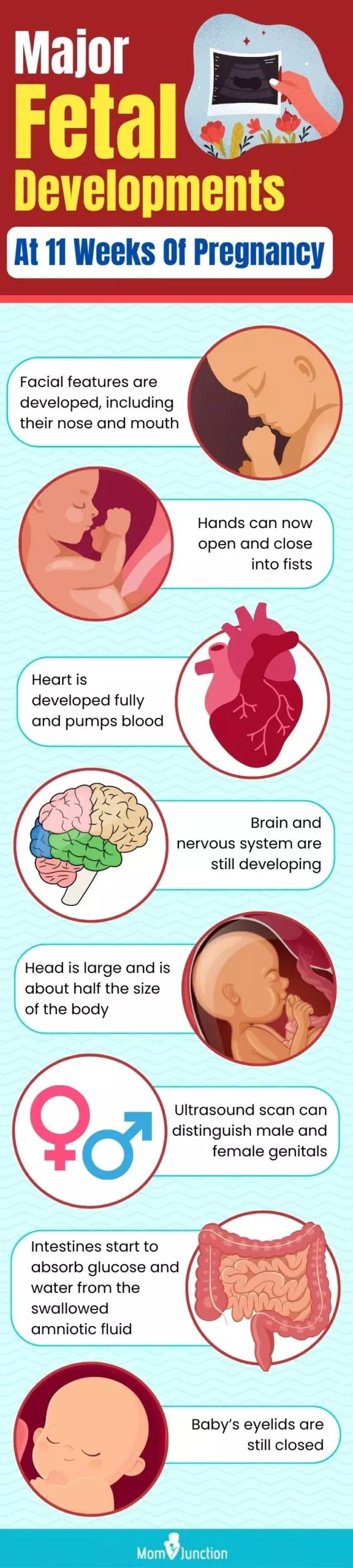 major fetal developments at 11 weeks of pregnancy (infographic)