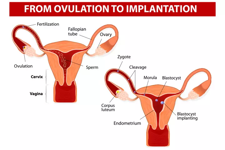 Ovulation and implantation